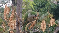 Myiopsitta monachus