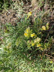 Linaria biebersteinii