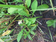 Albuca virens virens