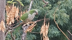 Myiopsitta monachus