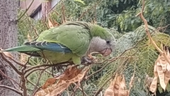Myiopsitta monachus