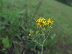 Senecio glaberrimus