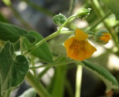 Allowissadula holosericea