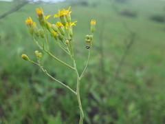 Senecio glaberrimus