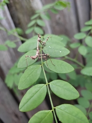 Empusa pennicornis