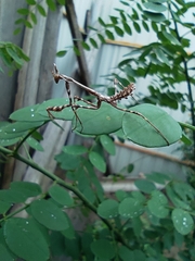 Empusa pennicornis