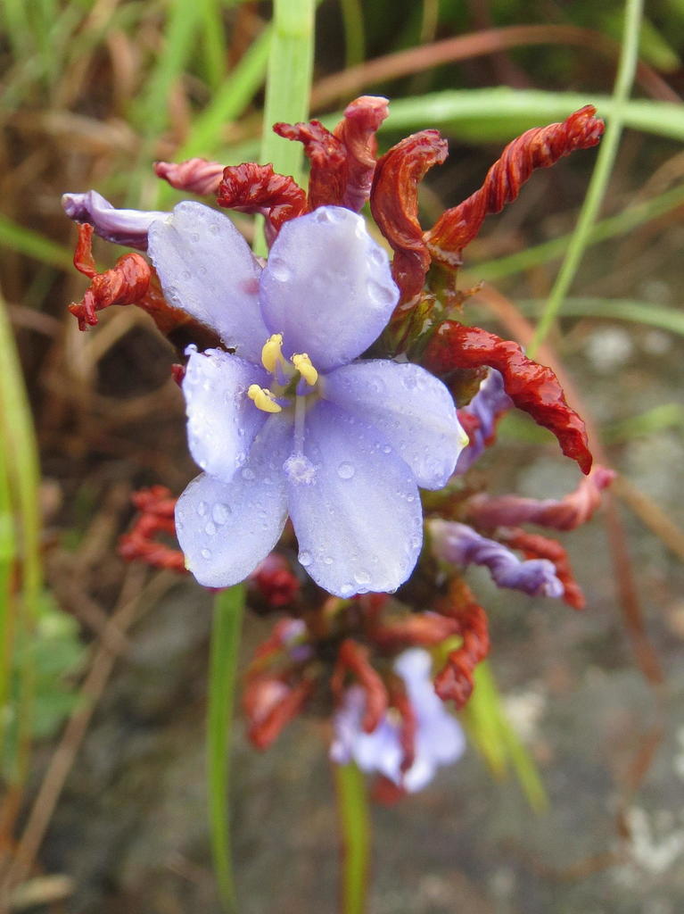 Aristea grandis