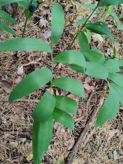 Polygonatum odoratum
