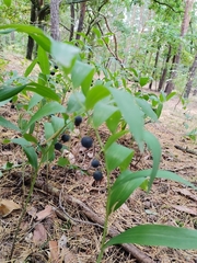 Polygonatum odoratum
