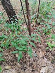 Polygonatum odoratum