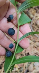 Polygonatum odoratum