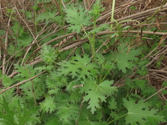 Loasa prostrata