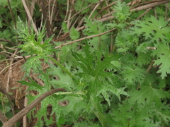 Loasa prostrata