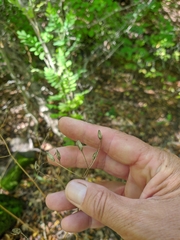 Lapsana communis intermedia