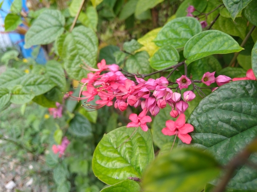 Image of Clerodendrum × speciosum by (c) Isaac Martinez Costas, some rights reserved (CC BY-NC)