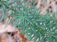 Euphorbia cyparissias
