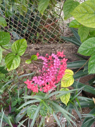 Image of Clerodendrum × speciosum by (c) Isaac Martinez Costas, some rights reserved (CC BY-NC)