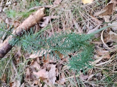 Euphorbia cyparissias