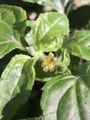 Calyptocarpus brasiliensis