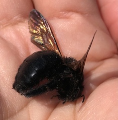 Xylocopa sonorina