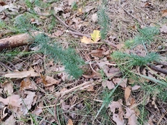 Euphorbia cyparissias