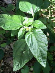 Calyptocarpus brasiliensis