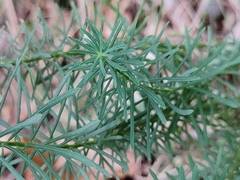 Euphorbia cyparissias