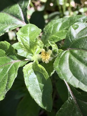 Calyptocarpus brasiliensis