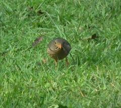 Turdus olivaceus pondoensis