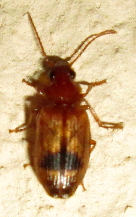 Singilina