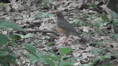 Turdus olivaceus pondoensis