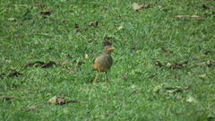 Turdus olivaceus pondoensis