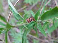 Steganocerus multipunctatus