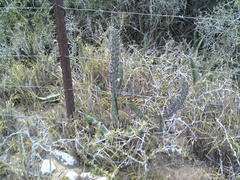 Sansevieria aethiopica