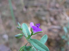 Polygala hottentotta