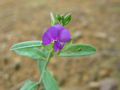 Polygala hottentotta