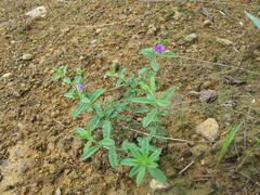Polygala hottentotta