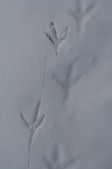 Meleagris gallopavo silvestris