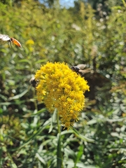 Sphecodes albilabris