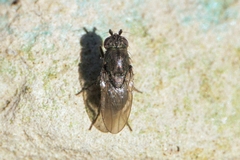 Leptocera