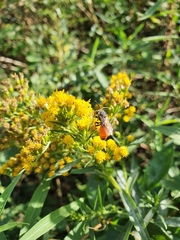 Sphecodes albilabris