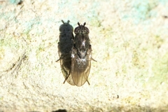 Leptocera
