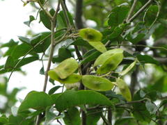 Dalbergia obovata
