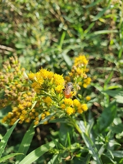 Sphecodes albilabris