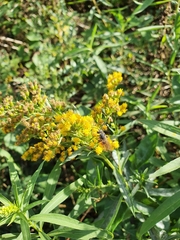 Sphecodes albilabris