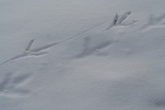 Meleagris gallopavo silvestris