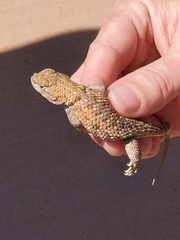 Sceloporus uniformis
