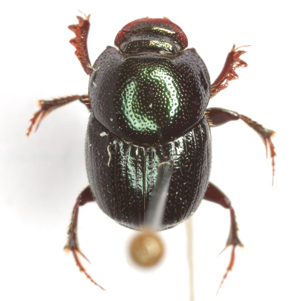 Green-bronze Dung Beetle