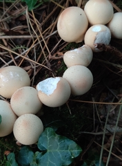 Apioperdon pyriforme