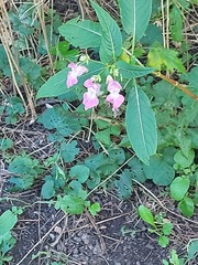 Impatiens glandulifera